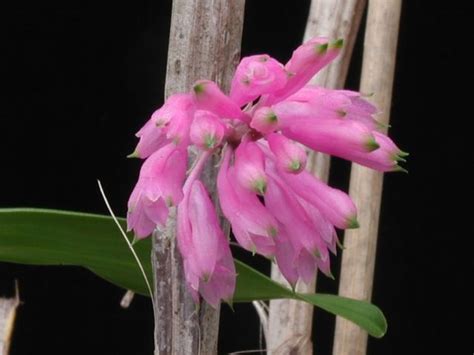 Dendrobium purpureum Orquídeas Cultivo