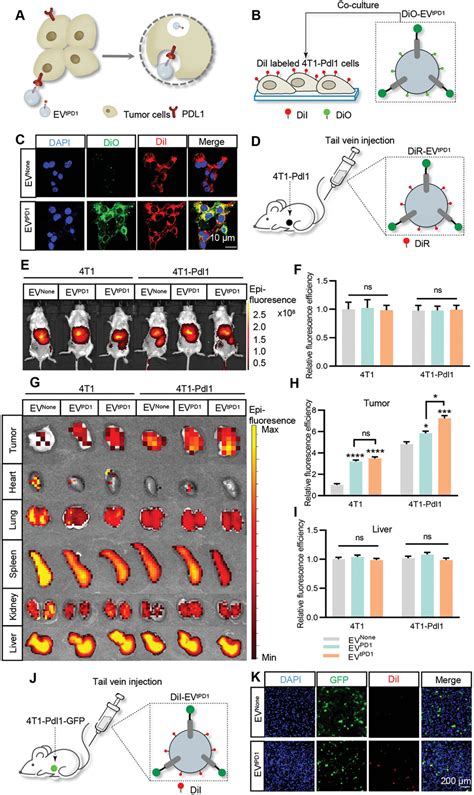 Truncated Pd Engineered Gasproducing Extracellular Vesicles For