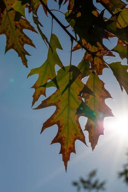 Premium Photo Oak Foliage Turning Yellow In Autumn During Leaf Fall