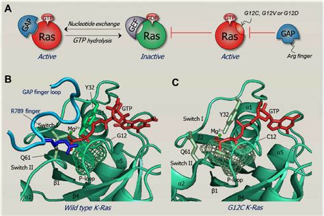 The structural basis of an oncogenic mutation. The figure illustrates... | Download Scientific ...