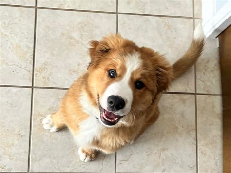 Canine Minds and Manners Dog Training - Calgary Dog Training