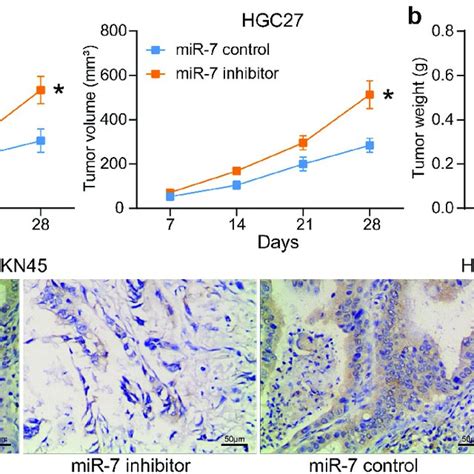 MiR 7 Inhibition Blocks The Function Of Curcumol In Cisplatin