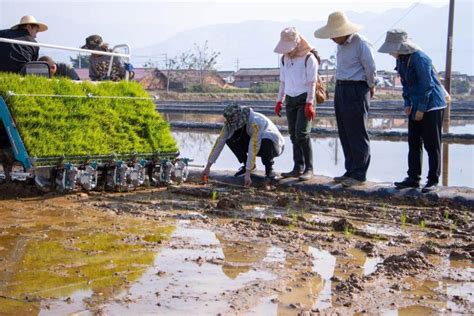 袁隆平超级杂交稻蒙自示范基地：冲击亩产1200公斤腾讯新闻