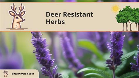 20 Best Deer Resistant Herbs (The Ultimate Guide) - Deer Universe