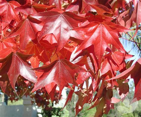Liquidambar (Liquidambar styraciflua) – Druid Alchemy
