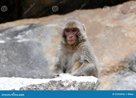 Tibetan Monkey Single Stock Photo Image Of Stare Fauna 33329056