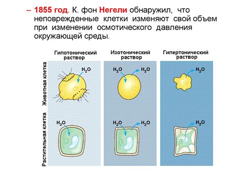 Биологическая мембрана - презентация онлайн