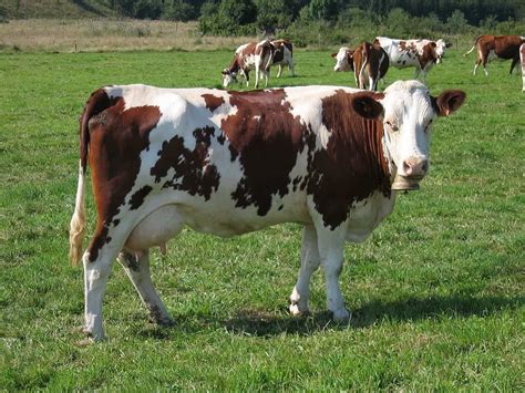 Montbeliarde Cattle: Facts, Uses, Origins & Characteristics (with ...