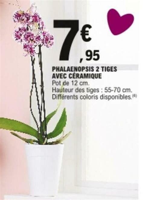 Promo Phalaenopsis Tiges Avec C Ramique Chez E Leclerc