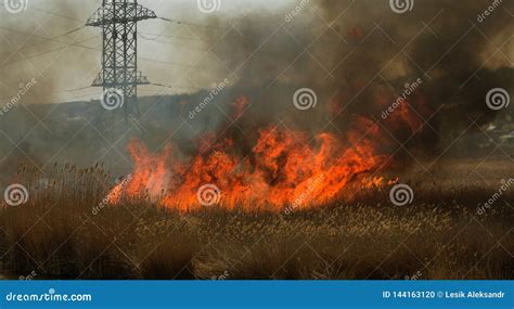 Rassende Waldbr Nde Trockenes Gras Brennen Schilf Entlang Des Sees