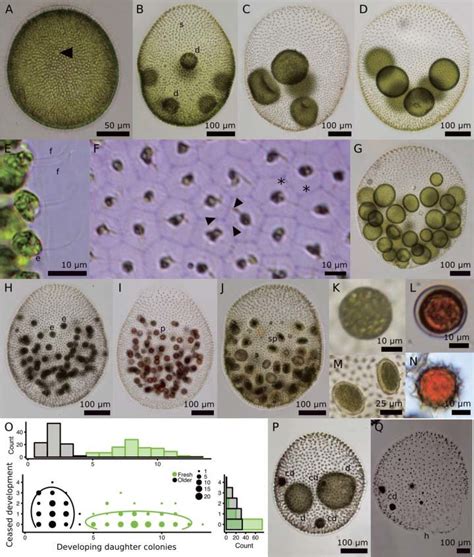 Micrographs Of Volvox Perglobator A Recently Hatched Asexual Adult Download Scientific