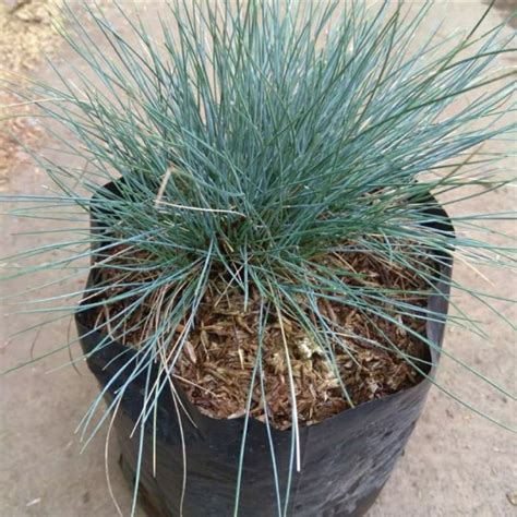 Jual Tanaman Rumput Biru Festuca Blue Grass Festuca Glauca Shopee