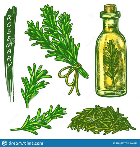 Rosemary Sketch Elements Fresh And Dry Spice Stock Vector