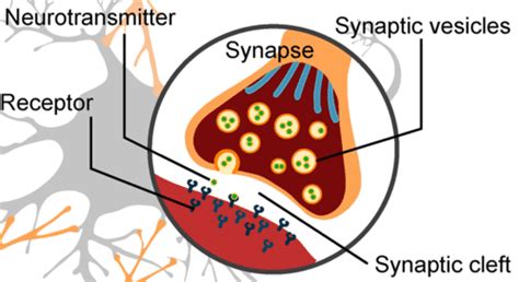 13 17 Nerve Impulses Biology Libretexts