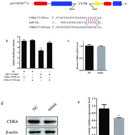 Mir A Suppressed Cdk Expression By Directly Targeting Utr A