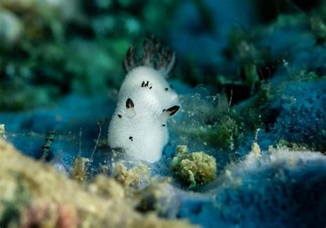 Are Sea Bunnies Real Diving Into The Myth And Magic Of These