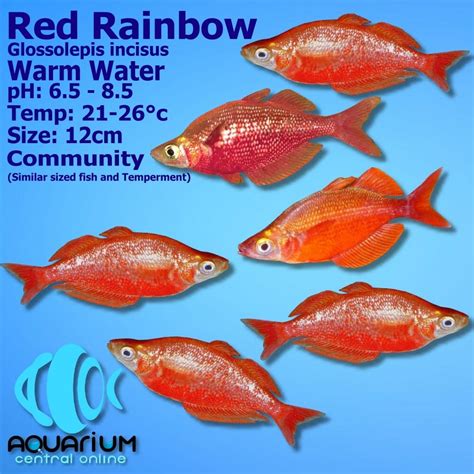 Rainbow Fish Aquarium Central