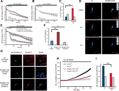 Figure From Neurobiology Of Disease Mitochondrial Atp Mg Pi Carrier