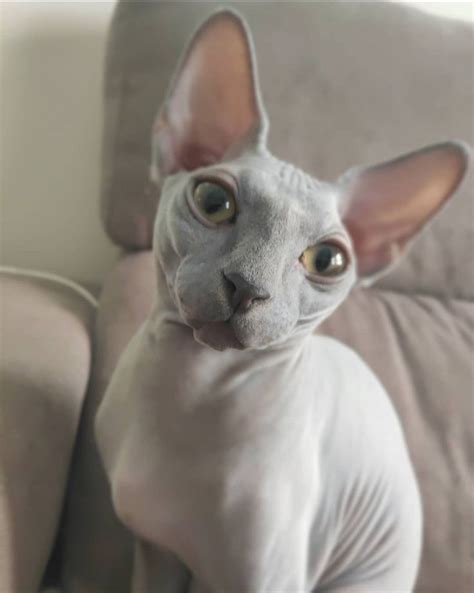 Pin by Meghan Alexandria on Bingus! | Cat love, Sphynx, Sphynx cat
