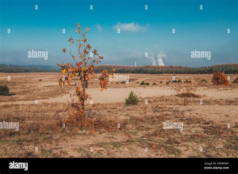 Bledow Desert Pustynia Bledowska Biggest Sand Desert In Silesia