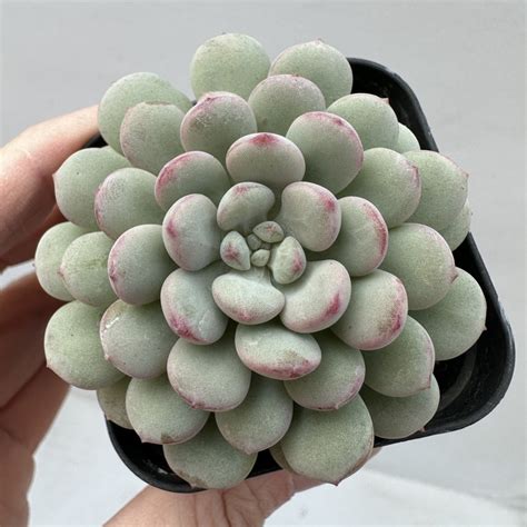 Echeveria Pearl Bean Dk Succulents Korea Rare Korean Succulents