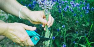 Cómo secar lavanda Rápido y fácil 5 pasos