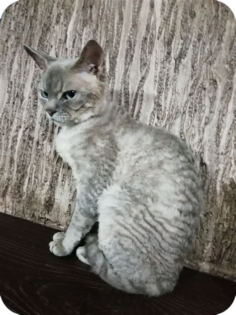 Adopt Alex Your Sweet Devon Rex Kitten Today Purebred Kitties