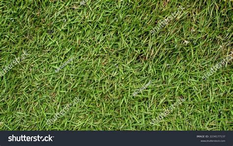 Latar Belakang Rumput Hijau Tekstur Rumput Stock Photo 2234177137 | Shutterstock