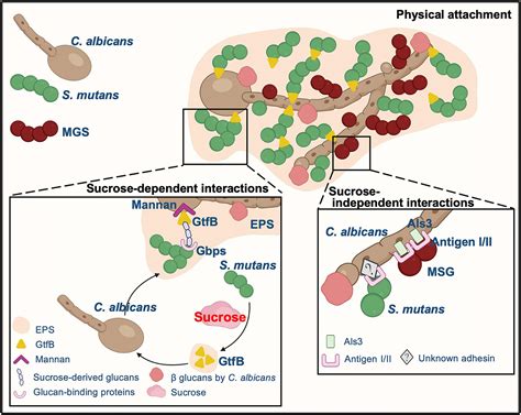 Frontiers Cross Kingdom Interaction Between Candida Albicans And Oral Bacteria