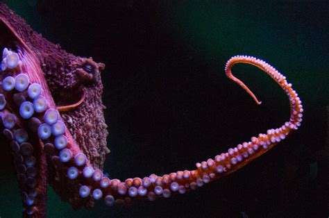 Are Octopus Dangerous? - American Oceans