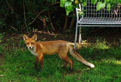 Life In The Garden Red Fox Jens Cederskjold Flickr