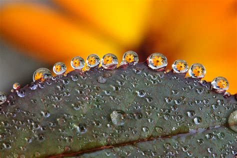 Download Leaf Flower Reflection Macro Nature Water Drop 4k Ultra Hd