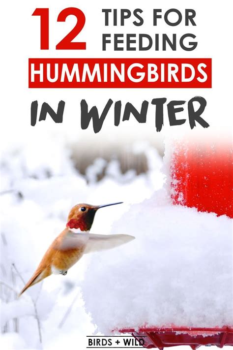 Winter Bird Feeding Essential Tips For Attracting Hummingbirds