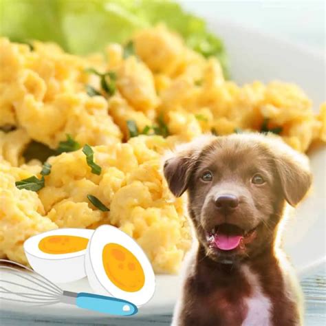 Homemade Rice And Eggs For Dogs Benefits And Risks