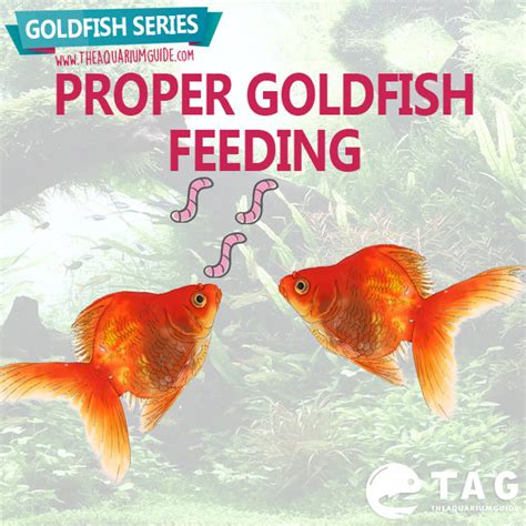 Goldfish Series Proper Goldfish Feeding The Aquarium Guide