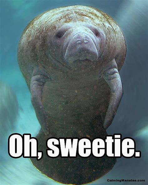 20 Calming Manatee Memes That Perfectly Describe Your Life Manatee