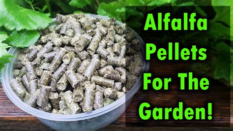 Alfalfa Pellets As Fertilizer For Your Garden YouTube