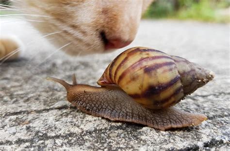 Gli Strongili Polmonari Del Gatto E Del Cane Attenzione Alle Lumache