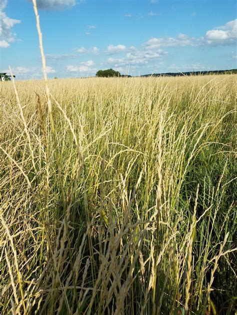 Perennial Grain Crop Kernza Connects Local Farmers And Brewers