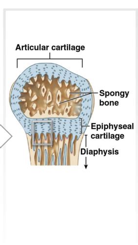 Bone Tissue Flashcards Quizlet