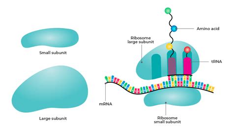 What Are Ribosomes Definition Structure Function And Disorders
