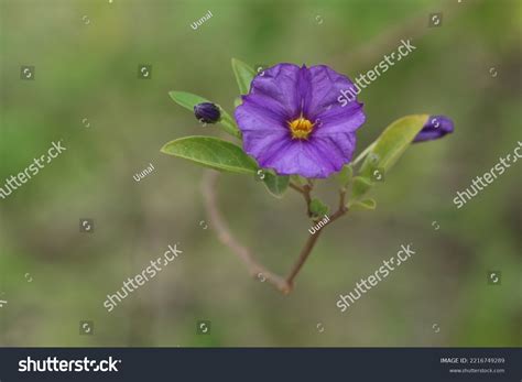 Lycianthes Rantonnetii Blue Potato Bush Paraguay Stock Photo