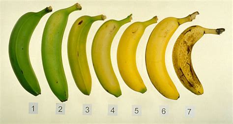 Do Bananas Cause Constipation? - HubPages