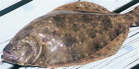 Taxidermy Net Flounder Reference Photos