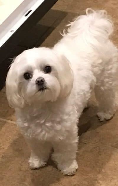 15 Maltese Haircuts & Hairstyles: White, Fluffy, and Looking Fabulous!