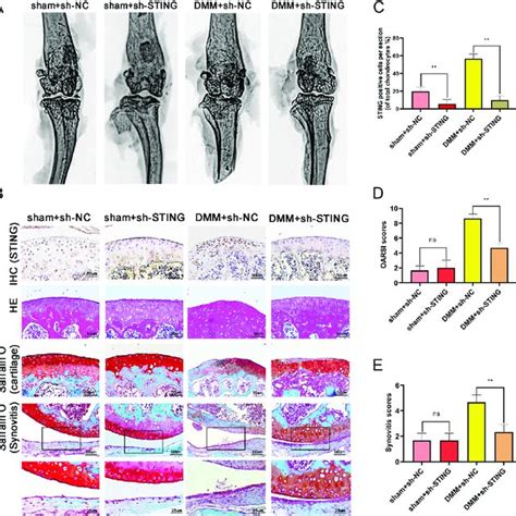 Pdf Sting Promotes Senescence Apoptosis And Extracellular Matrix