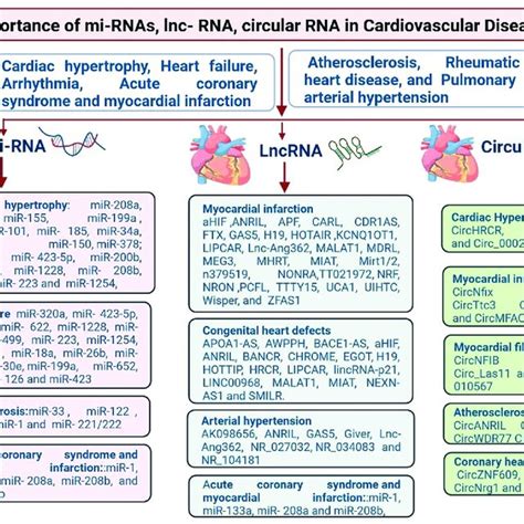 Regulations Of Mirna Lncrna And Circrna In Cardiac Hypertrophy Ch