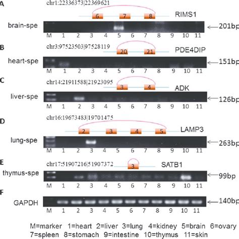 Validation Of TS CircRNAs By RT PCR In Mouse Tissues A RIMS1 In