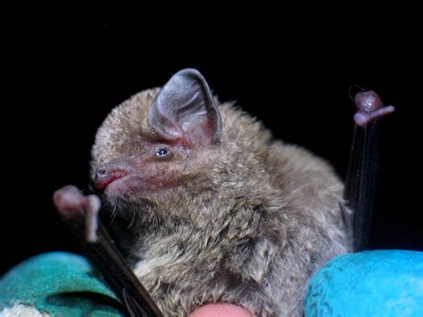 African Bat Pictures National Geographic