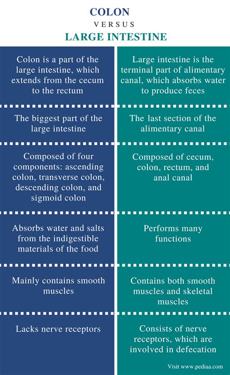 Difference Between Colon And Large Intestine Definition Anatomy Physiology